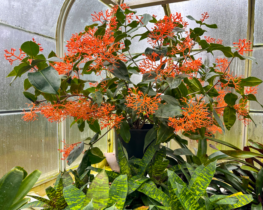 Volunteer Park Conservatory, Seattle, WA